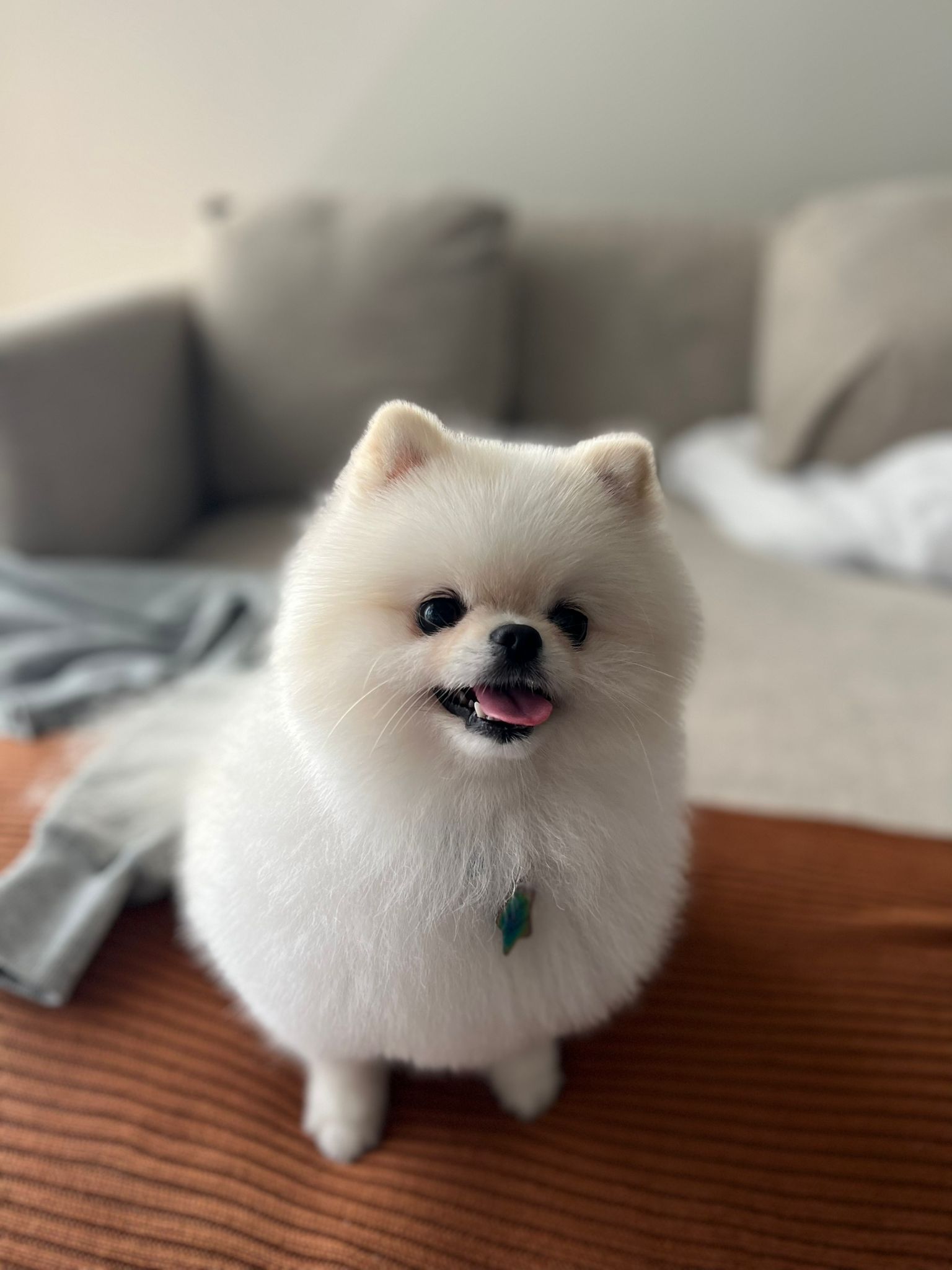 Lua - Frenchy Mascot & Emotional Support Animal at Frenchy Digital Los Angeles